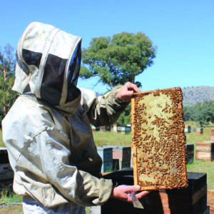 Honey